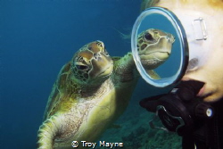Mirror Mirror. Taken with a Nikon D300 in a Sea and Sea h... by Troy Mayne 